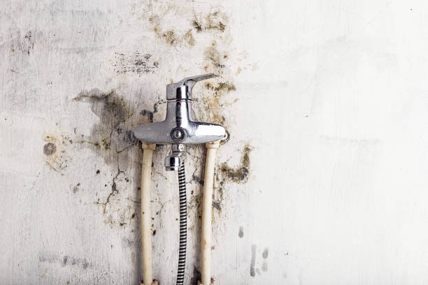 Best Basement Mold Remediation in Pine Nyon, CA