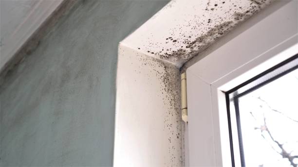 Best Black Mold Remediation in Pine Nyon, CA