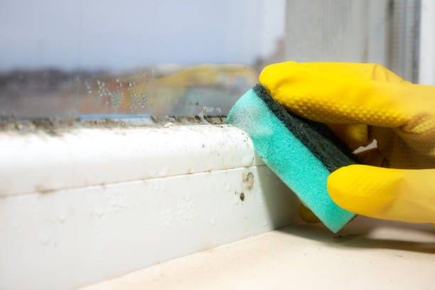Best HVAC Mold Remediation in Pine Nyon, CA