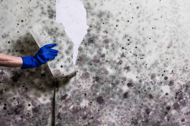 Best Post-Flood Mold Remediation in Pine Nyon, CA